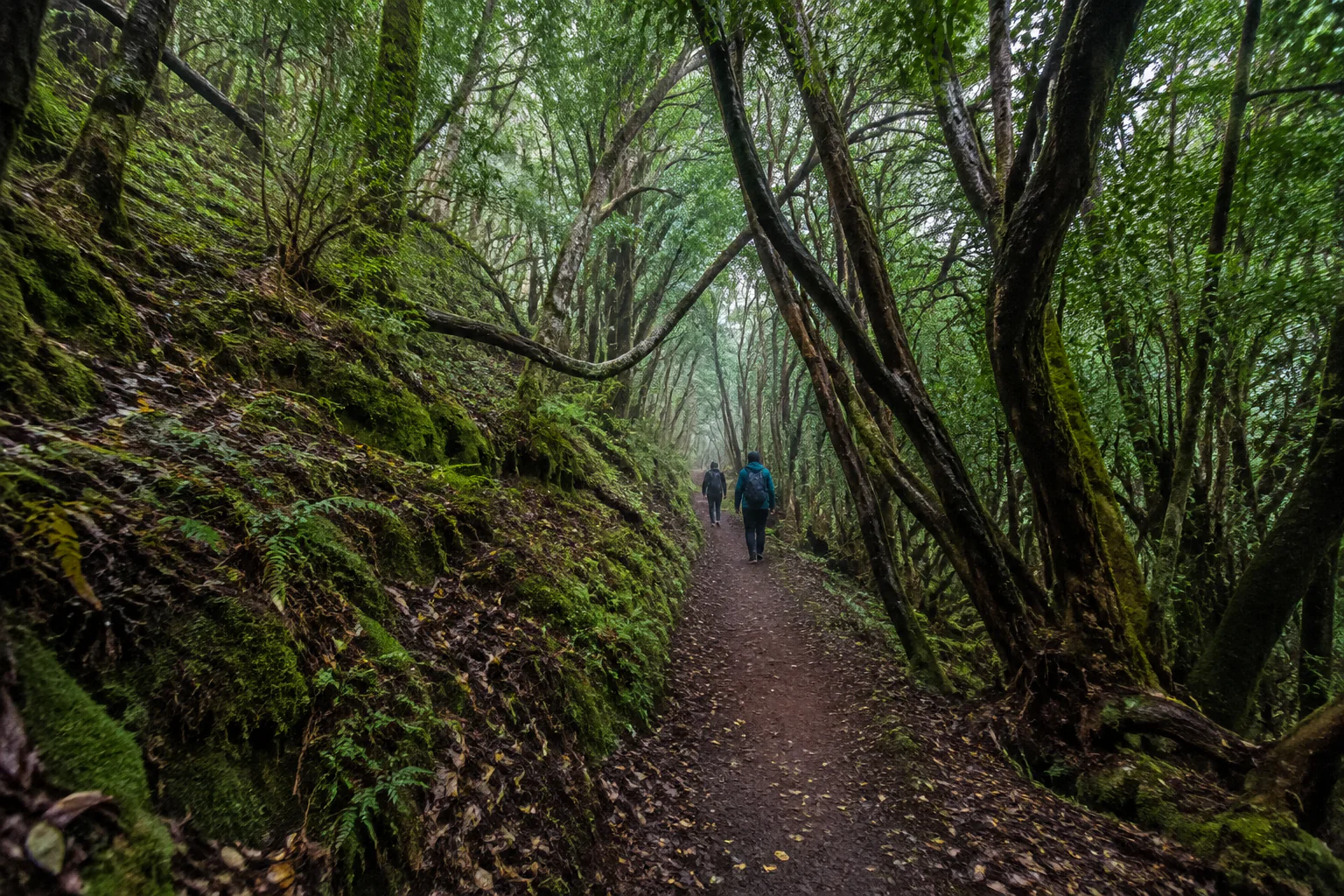Bosque de laurisilva y sendero en Anaga