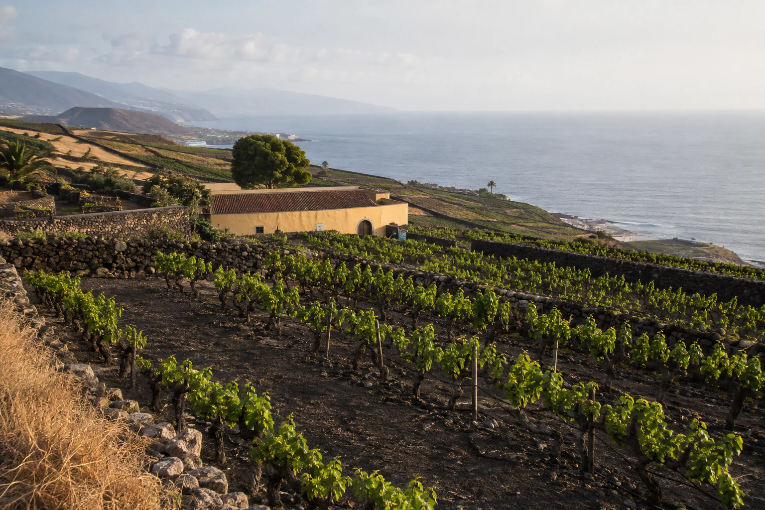 Viñedos cultivados sobre suelo volcánico en Tenerife